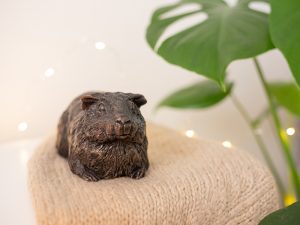 morski_prasicek_vecno